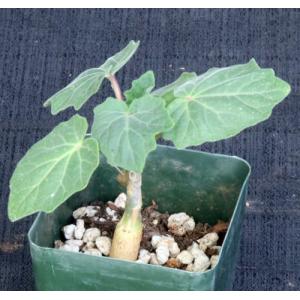 Uncarina peltata 4-inch pots