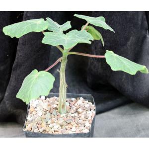Uncarina peltata one-gallon pots