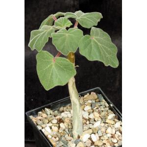 Uncarina roeoesliana x grandidieri 5-inch pots