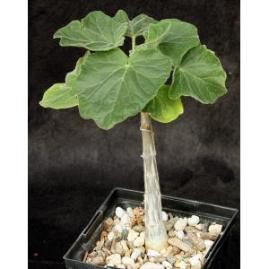 Uncarina roeoesliana x grandidieri 5-inch pots