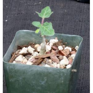 Uncarina roeoesliana 4-inch pots