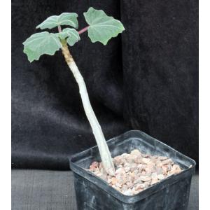 Uncarina roeoesliana x grandidieri 5-inch pots