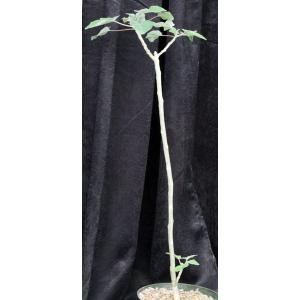 Uncarina grandidieri 8-inch pots