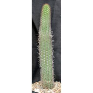 Weberbauerocereus weberbaueri 2-gallon pots