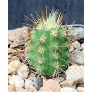 Weberbauerocereus weberbaueri 2-inch pots