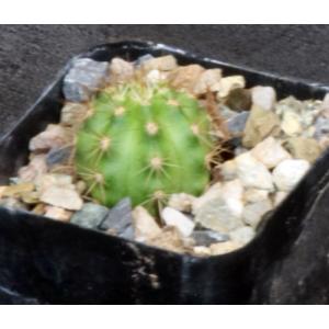 Weberbauerocereus weberbaueri 2-inch pots