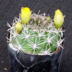 Weingartia chuquichuquinensis 2-inch pots