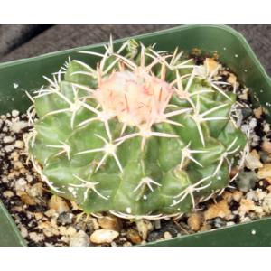 Wigginsia pauciareolatus 4-inch pots