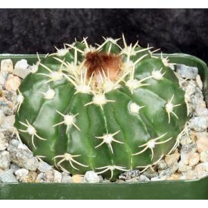 Wigginsia pauciareolatus 4-inch pots
