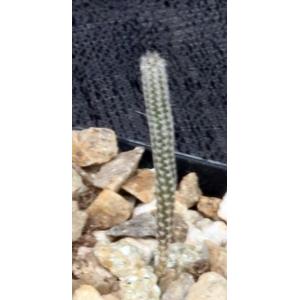 Wilcoxia striata 2-inch pots