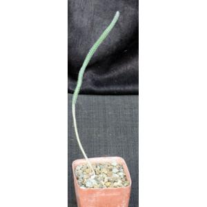 Wilcoxia leucantha var. albiflora 4-inch pots