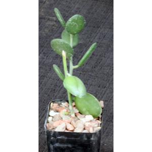 Xerosicyos danguyi 2-inch pots