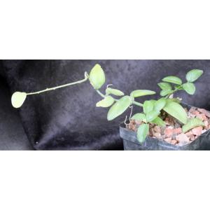 Xerosicyos perrieri 4-inch pots