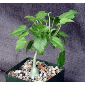 Xerosicyos pubescens 4-inch pots