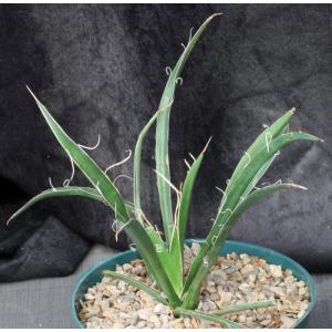 Yucca carnerosana 8-inch pots