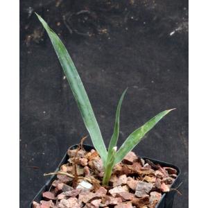 Yucca declinata 4-inch pots