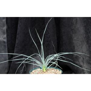 Yucca elata 8-inch pots