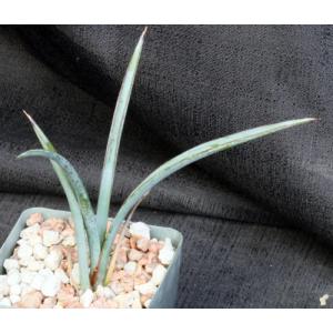 Yucca endlichiana 4-inch pots