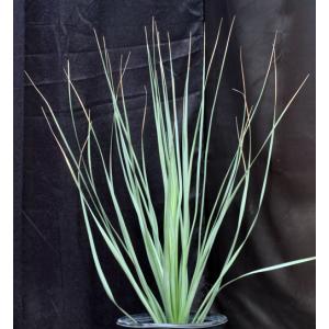 Yucca rigida 5-gallon pots