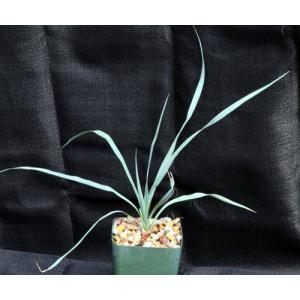 Yucca rostrata 4-inch pots