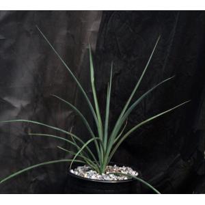 Yucca arizonica 2-gallon pots