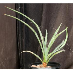 Yucca baccata var. baccata 2-gallon pots