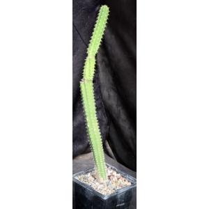 Yungasocereus inquisivensis 5-inch pots