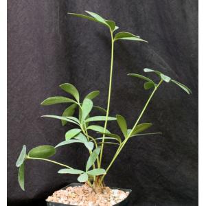 Zamia furfuracea one-gallon pots