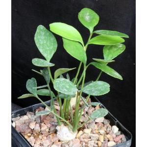 Zamia furfuracea 5-inch pots