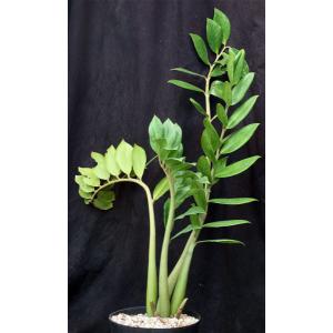 Zamioculcas zamiifolia (clone 1) 8-inch pots
