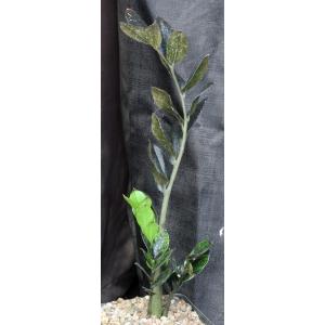 Zamioculcas zamiifolia cv Black Raven one-gallon pots