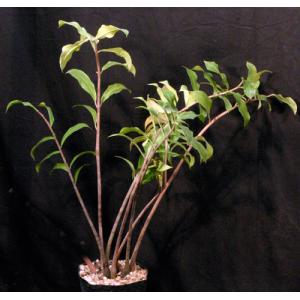 Zamioculcas zamiifolia (clone 2) one-gallon pots