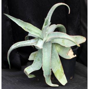 Aloe reynoldsii 2-gallon pots