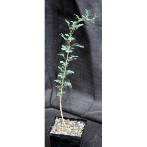 Acacia tortilis 5-inch pots