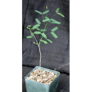 Acacia willardiana 4-inch pots