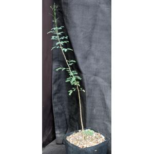 Acacia wrightii one-gallon pots