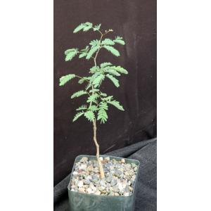 Acacia senegal 5-inch pots