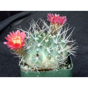 Acanthocalycium hoevenii 4-inch pots