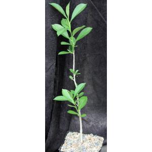 Adansonia digitata one-gallon pots