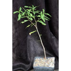 Adansonia madagascarensis one-gallon pots