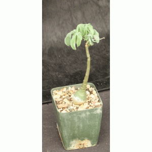 Adenia glauca 4-inch pots