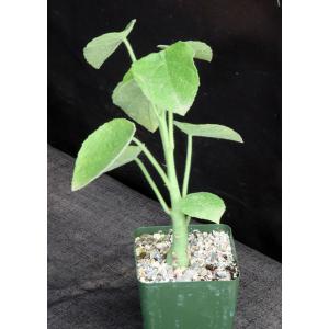 Adenia keramanthus 4-inch pots