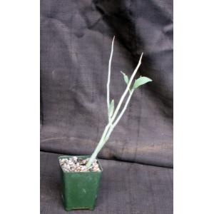 Adenia pechuelii 4-inch pots