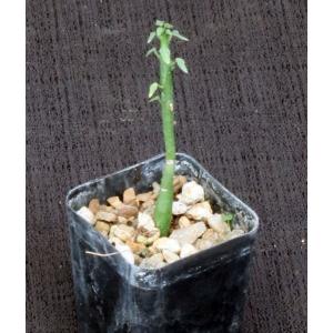 Adenia spinosa 2-inch pots
