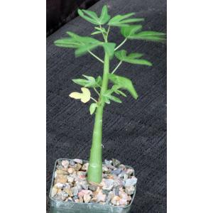 Adenia venenata 3-inch pots