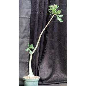 Adenium cv 1049 x 819 8-inch pots