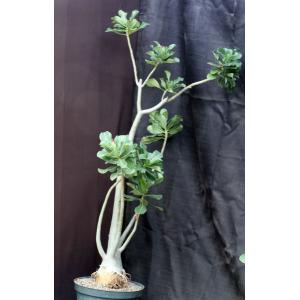 Adenium cv 1087 x 776 10-inch pots