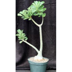 Adenium cv 1097 x 774 10-inch pots