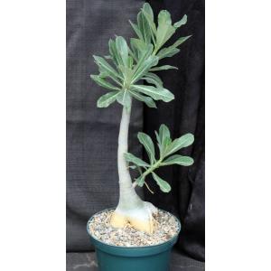 Adenium cv 532 x 403 8-inch pots
