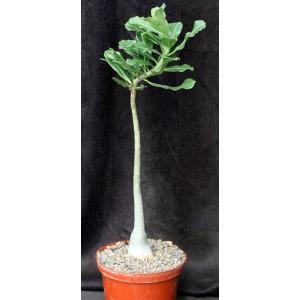 Adenium cv 763 x 776 8-inch pots